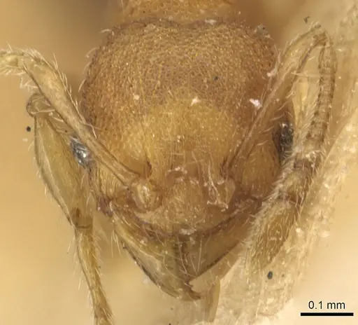 Pheidole cryptocera specimen CASENT0904287 image casent0904287_2