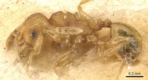 Pheidole cryptocera specimen CASENT0904287 image casent0904287_3