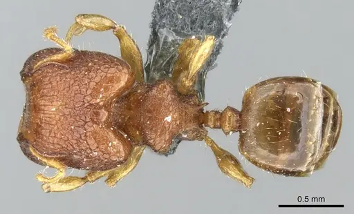 Pheidole cryptocera specimen CASENT0906635 image casent0906635_1
