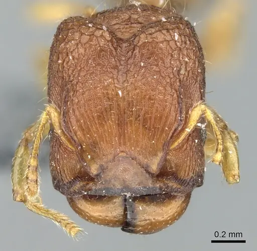 Pheidole cryptocera specimen CASENT0906635 image casent0906635_2