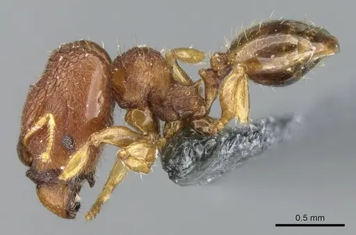 Pheidole cryptocera specimen CASENT0906635 image casent0906635_3