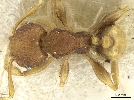 Pheidole cryptocera specimen CASENT0906636 image casent0906636_1