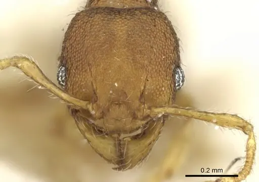 Pheidole cryptocera specimen CASENT0906636 image casent0906636_2
