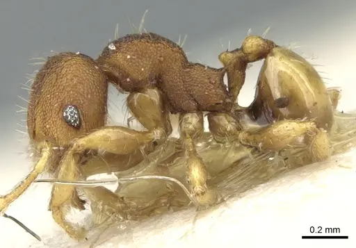 Pheidole cryptocera specimen CASENT0906636 image casent0906636_3