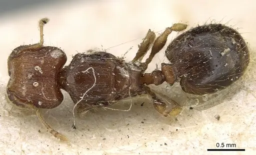 Pheidole cryptocera specimen CASENT0906643 image casent0906643_1