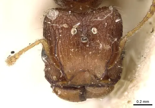 Pheidole cryptocera specimen CASENT0906643 image casent0906643_2