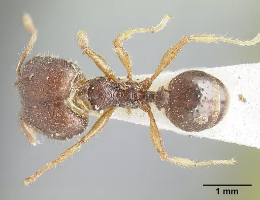 Pheidole cubaensis specimen CASENT0601285 image casent0601285_1