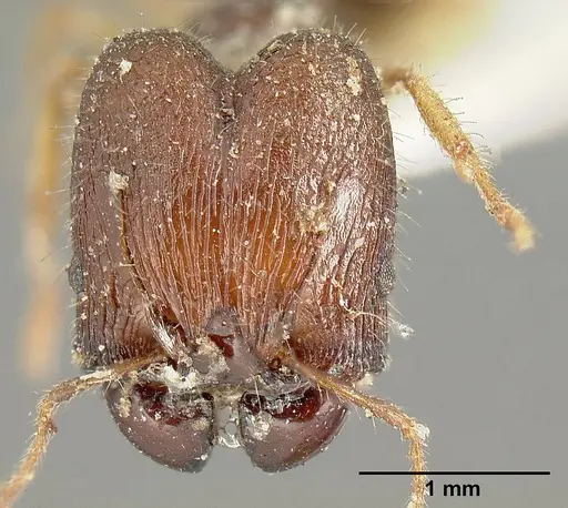 Pheidole cubaensis specimen CASENT0601285 image casent0601285_2