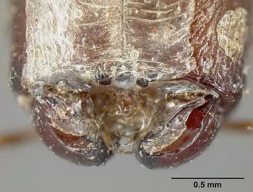 Pheidole cubaensis specimen CASENT0601285 image casent0601285_3