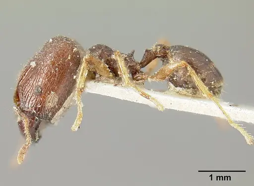 Pheidole cubaensis specimen CASENT0601285 image casent0601285_4