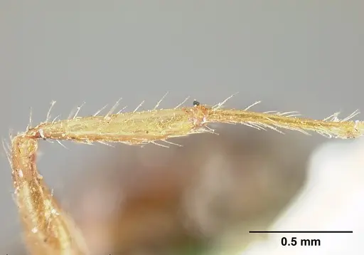 Pheidole cubaensis specimen CASENT0601285 image casent0601285_5