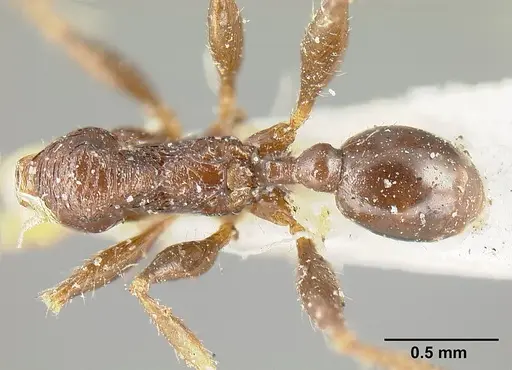 Pheidole cubaensis specimen CASENT0601286 image casent0601286_1