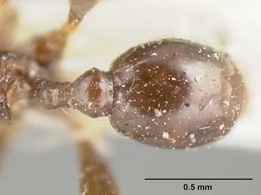 Pheidole cubaensis specimen CASENT0601286 image casent0601286_2
