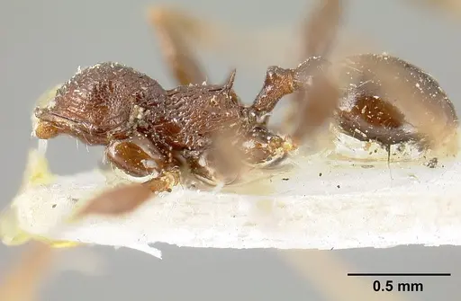 Pheidole cubaensis specimen CASENT0601286 image casent0601286_4