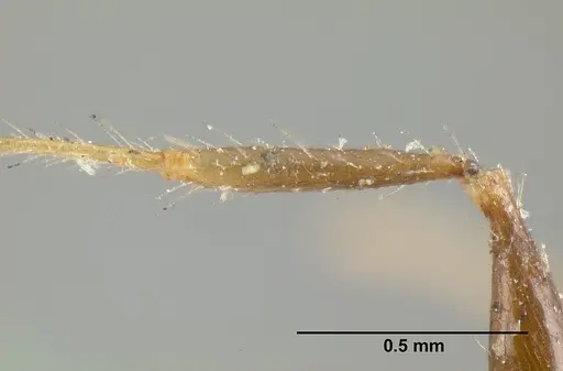 Pheidole cubaensis specimen CASENT0601286 image casent0601286_5