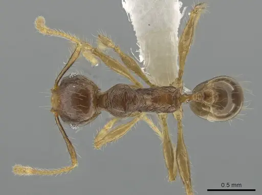 Pheidole cubaensis specimen CASENT0630301 image casent0630301_1
