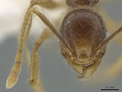 Pheidole cubaensis specimen CASENT0630301 image casent0630301_2