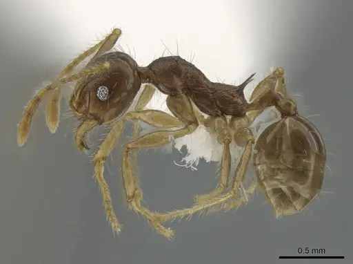 Pheidole cubaensis specimen CASENT0630301 image casent0630301_3