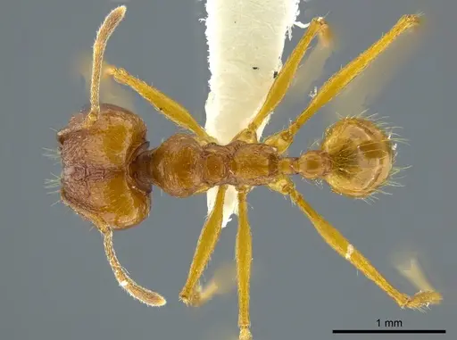 Pheidole cuevasi specimen CASENT0627920 image casent0627920_1