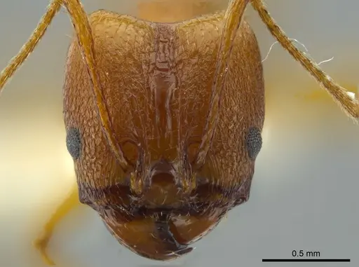 Pheidole cuevasi specimen CASENT0627920 image casent0627920_2