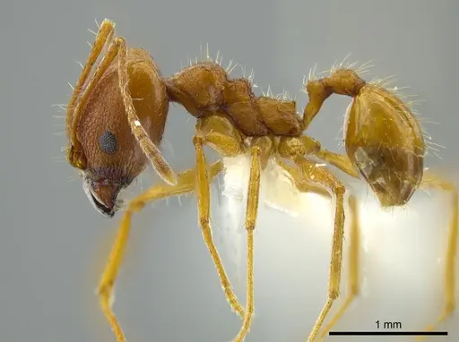 Pheidole cuevasi specimen CASENT0627920 image casent0627920_3