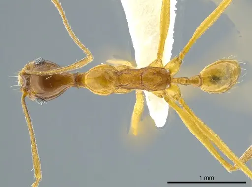 Pheidole cuevasi specimen JTLC000016355 image jtlc000016355_1