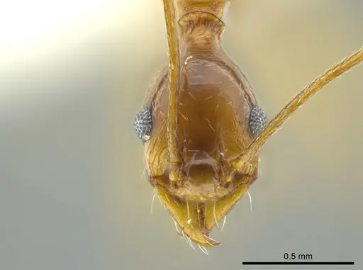 Pheidole cuevasi specimen JTLC000016355 image jtlc000016355_2