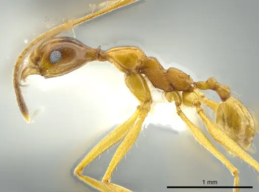 Pheidole cuevasi specimen JTLC000016355 image jtlc000016355_3