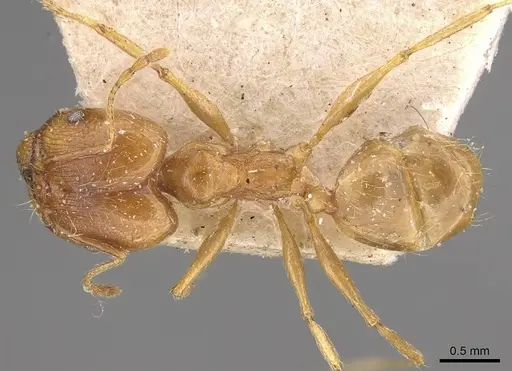 Pheidole cuitensis specimen CASENT0906156 image casent0906156_1