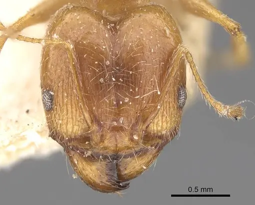 Pheidole cuitensis specimen CASENT0906156 image casent0906156_2