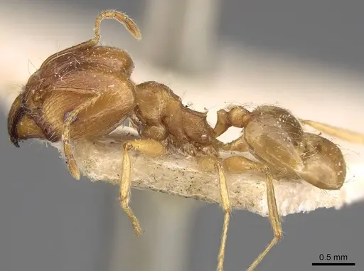 Pheidole cuitensis specimen CASENT0906156 image casent0906156_3