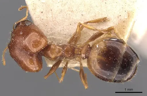 Pheidole cuitensis specimen CASENT0907775 image casent0907775_1