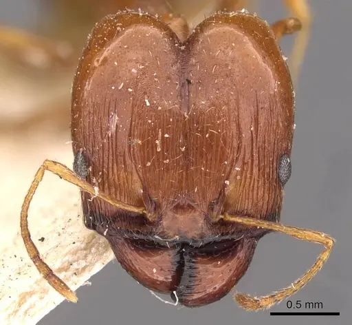 Pheidole cuitensis specimen CASENT0907775 image casent0907775_2