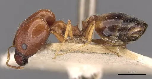 Pheidole cuitensis specimen CASENT0907775 image casent0907775_3