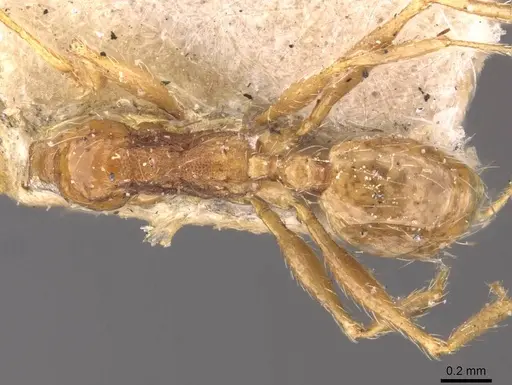 Pheidole cuitensis specimen CASENT0907776 image casent0907776_1