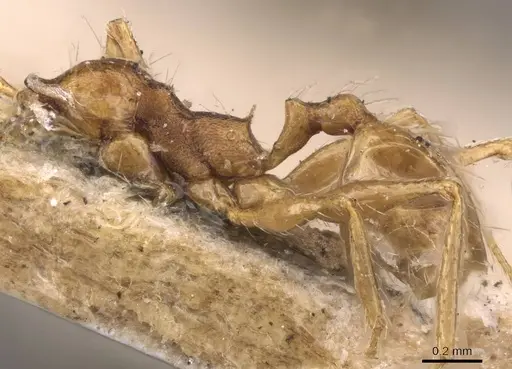 Pheidole cuitensis specimen CASENT0907776 image casent0907776_2