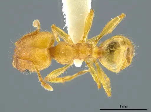 Pheidole cuprina specimen CASENT0627921 image casent0627921_1
