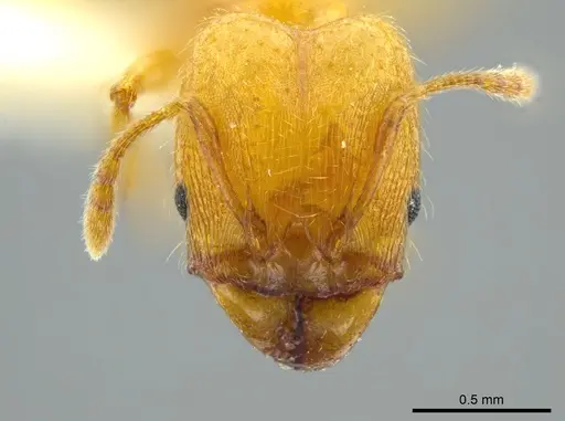 Pheidole cuprina specimen CASENT0627921 image casent0627921_2