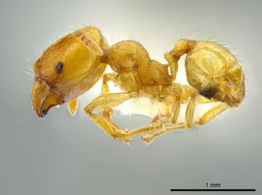 Pheidole cuprina specimen CASENT0627921 image casent0627921_3