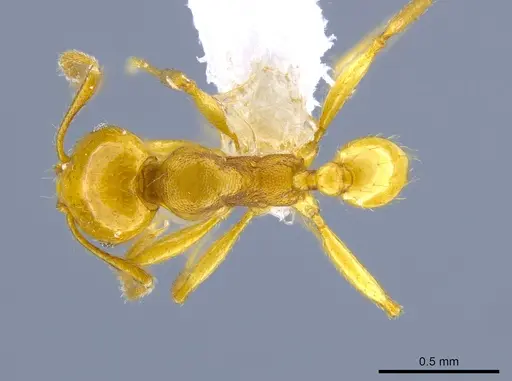 Pheidole cuprina specimen CASENT0650606 image casent0650606_1