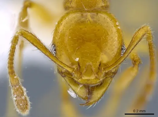 Pheidole cuprina specimen CASENT0650606 image casent0650606_2