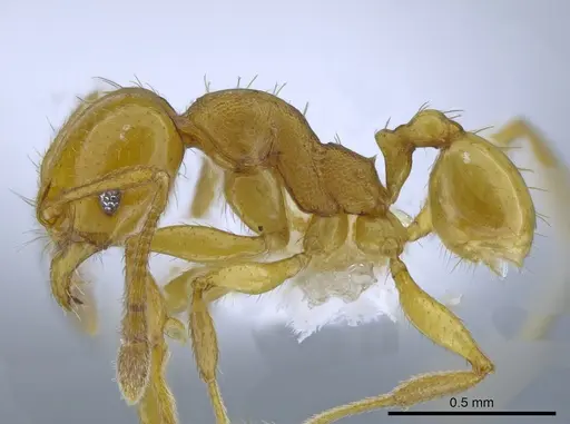 Pheidole cuprina specimen CASENT0650606 image casent0650606_3