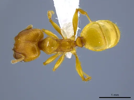 Pheidole cuprina specimen CASENT0650607 image casent0650607_1