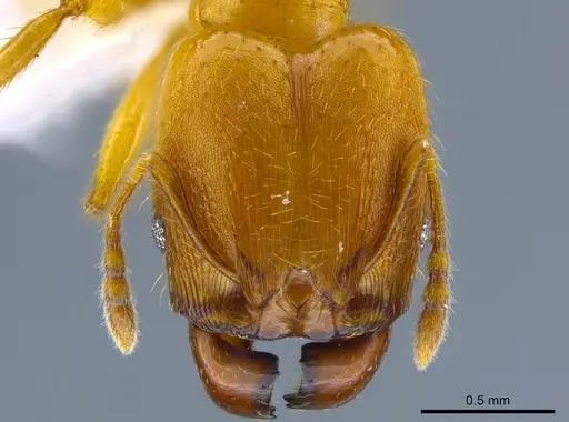 Pheidole cuprina specimen CASENT0650607 image casent0650607_2