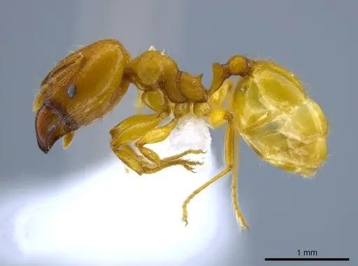 Pheidole cuprina specimen CASENT0650607 image casent0650607_3