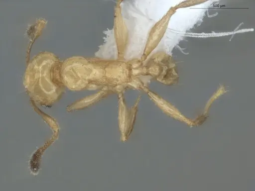 Pheidole cuprina specimen ECOFOG-GAL18-0240-20 image ecofog-gal18-0240-20_1