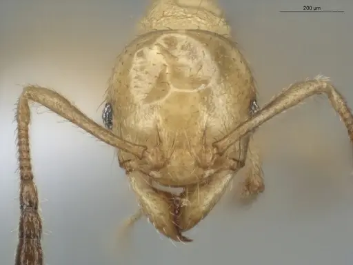 Pheidole cuprina specimen ECOFOG-GAL18-0240-20 image ecofog-gal18-0240-20_2