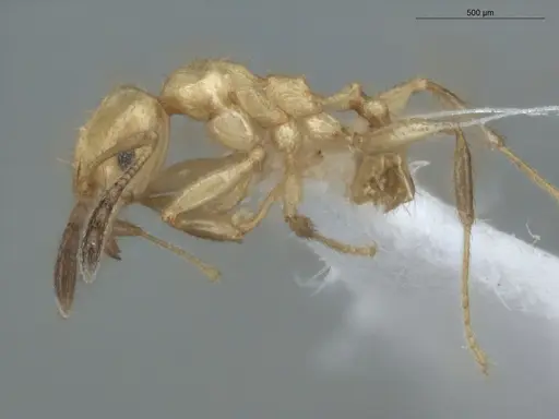 Pheidole cuprina specimen ECOFOG-GAL18-0240-20 image ecofog-gal18-0240-20_3