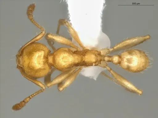 Pheidole cuprina specimen ECOFOG-LA15-0002-03 image ecofog-la15-0002-03_1