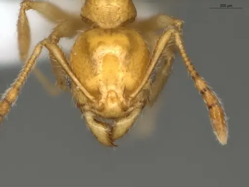 Pheidole cuprina specimen ECOFOG-LA15-0002-03 image ecofog-la15-0002-03_2